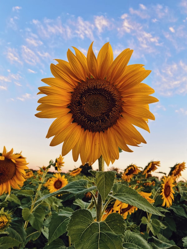 Sunflower original